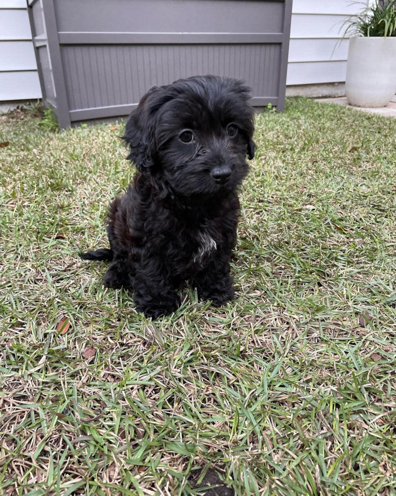 Black Cavapoo puppy on grass