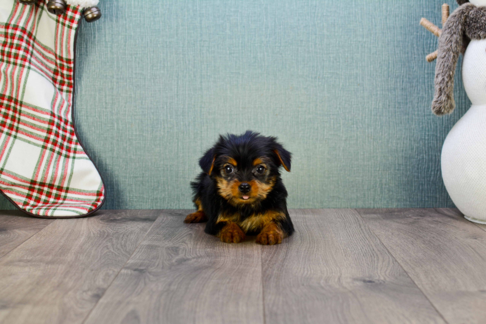 Meet Sonya - our Yorkshire Terrier Puppy Photo 