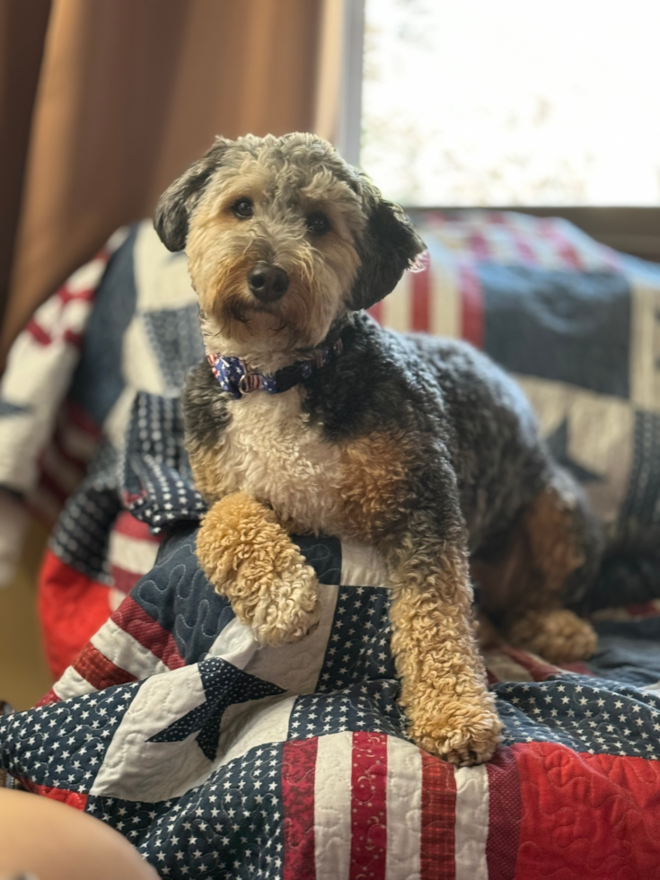 curly mini bernedoodle dog with friendly temperament sitting on a bed - premier pups