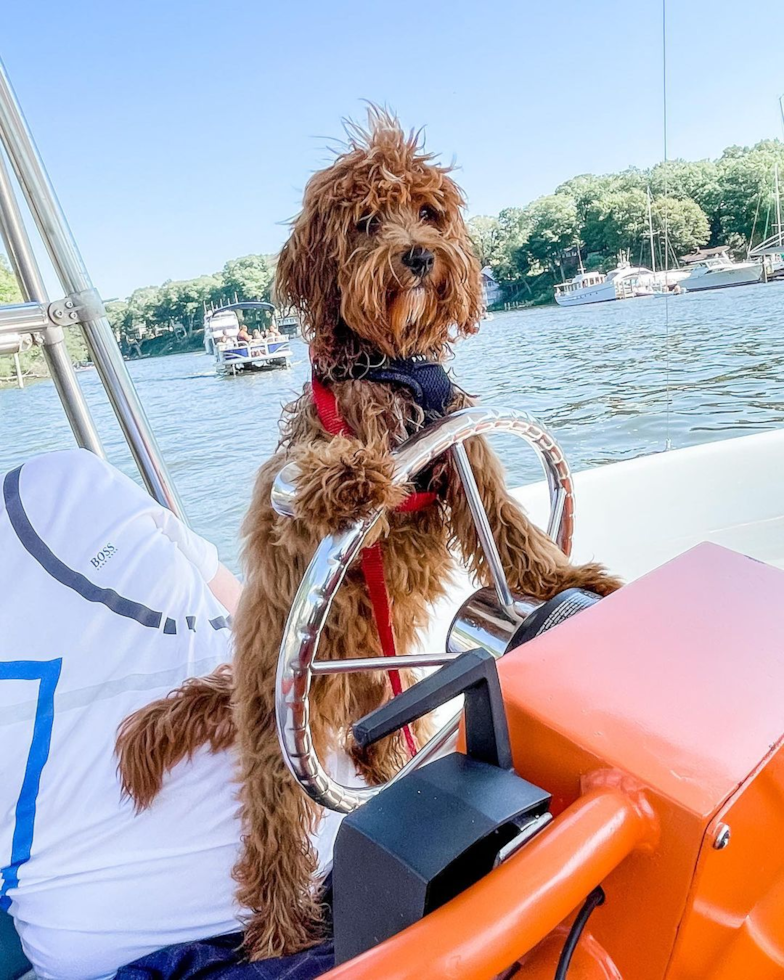 cavapoo on a boat