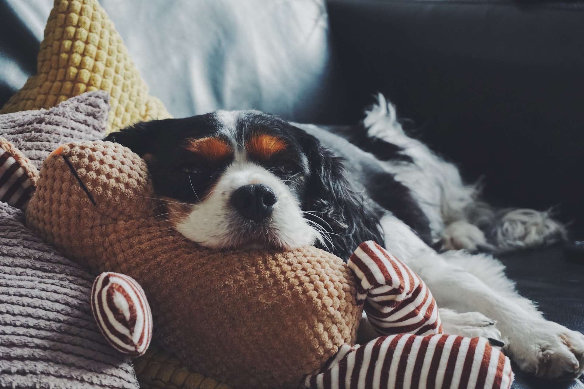 cute cavalier puppy sitting on couch