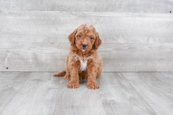 Playful Golden Retriever Poodle Mix Puppy