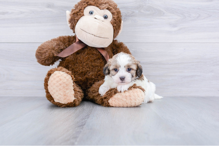 Meet Hosanna - our Teddy Bear Puppy Photo 1/4 - Premier Pups