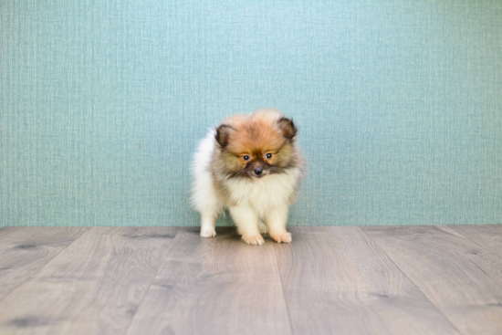Pomeranian Pup Being Cute