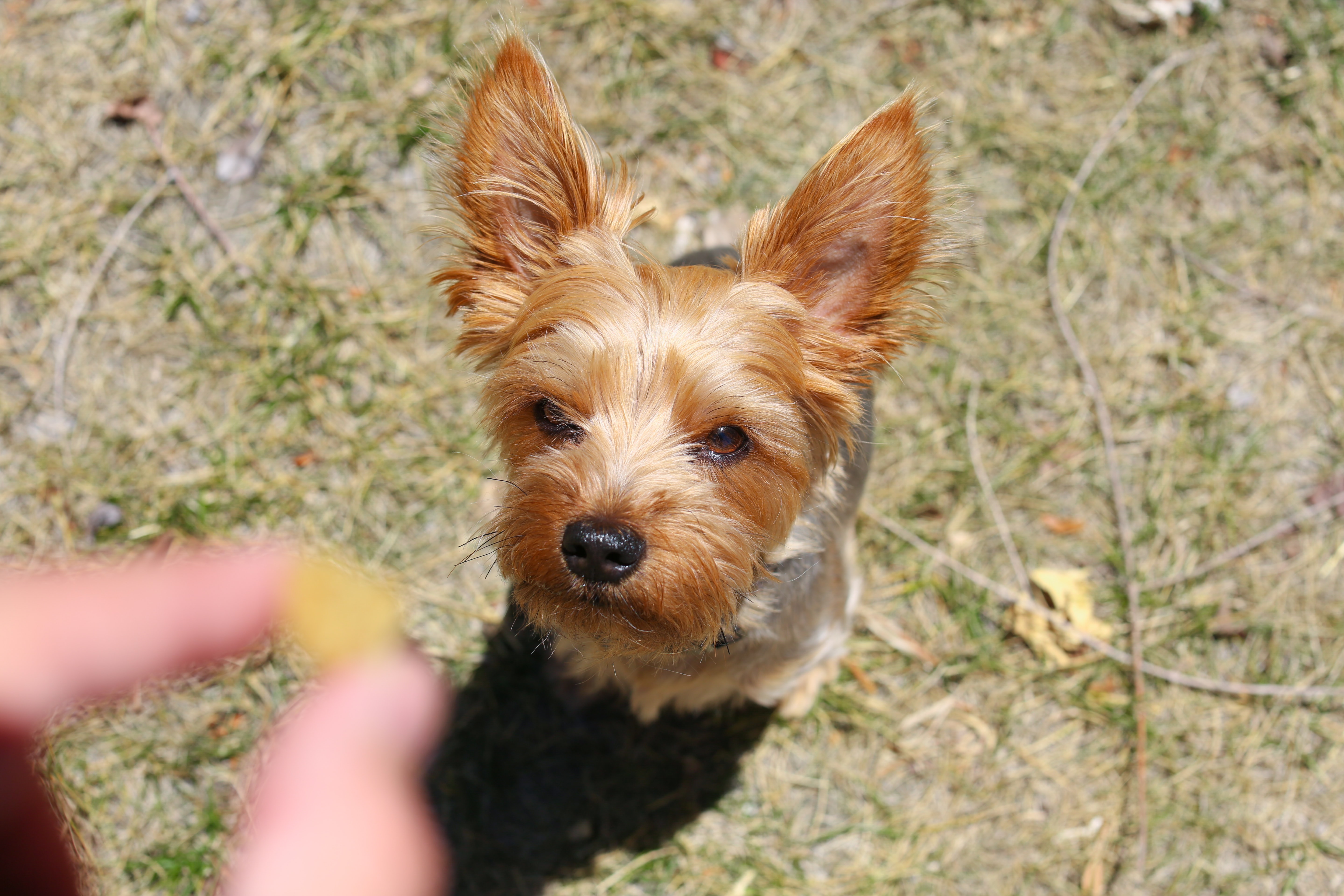 adult yorkie dog sitting on the grass looking up at a hand holding a treat