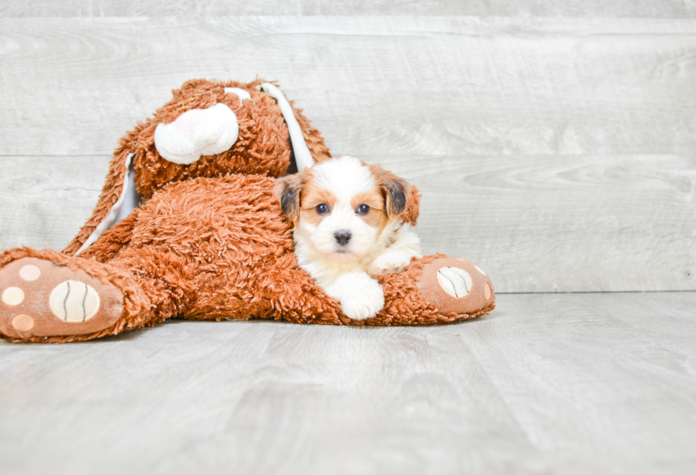 Meet Kandace - our Teddy Bear Puppy Photo 2/3 - Premier Pups