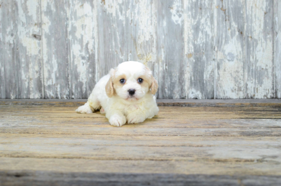 Smart Cavachon Designer Pup