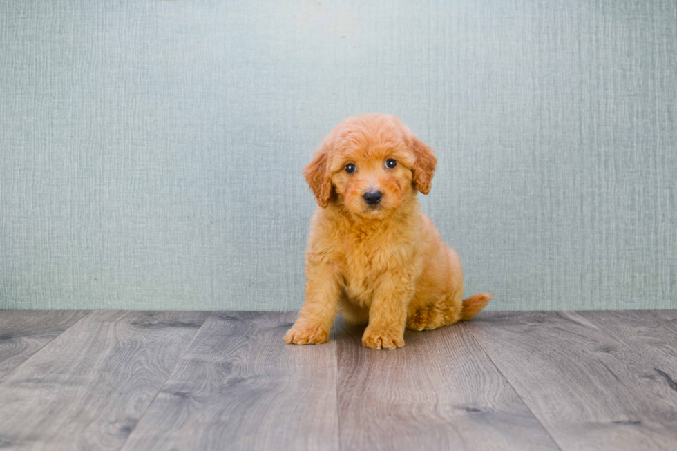 Funny Mini Goldendoodle Poodle Mix Pup