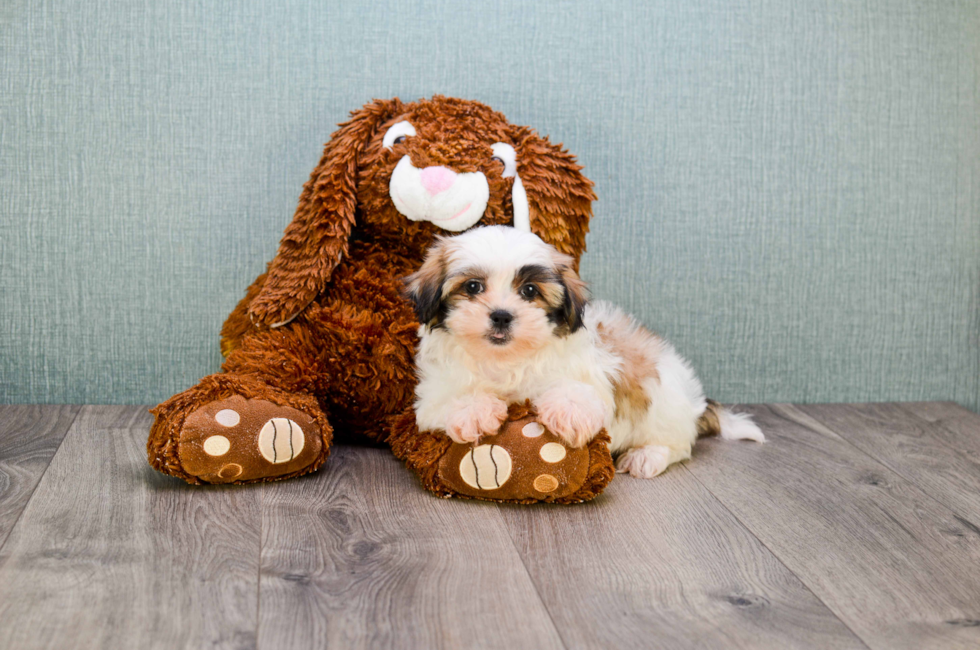 teddy bear pugs for sale