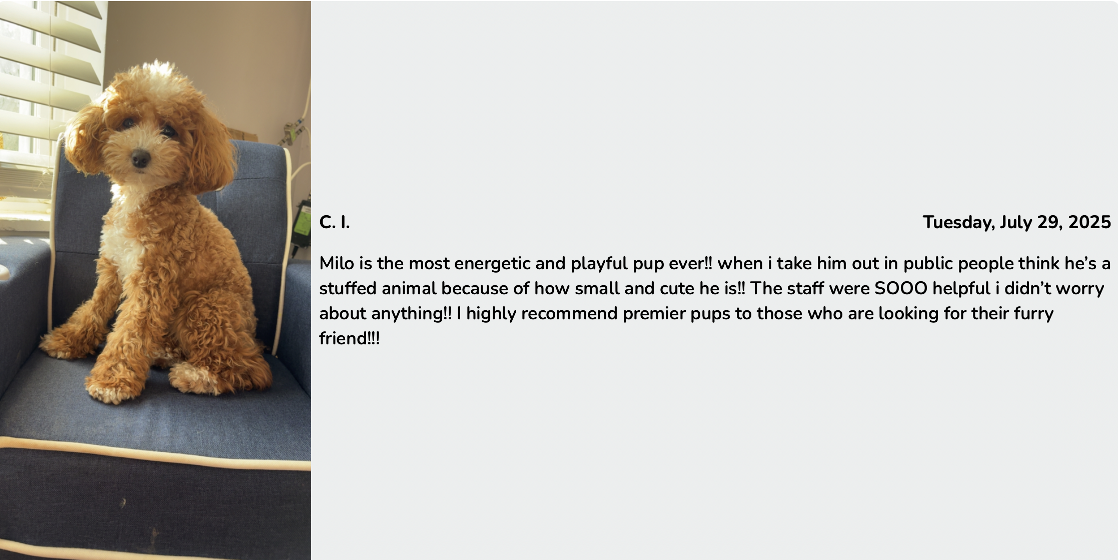 premier pups customer review 1