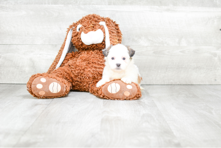 Meet Stacy - our Teddy Bear Puppy Photo 1/2 - Premier Pups