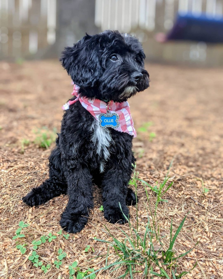 Black Cavapoo with patches of white on its chest