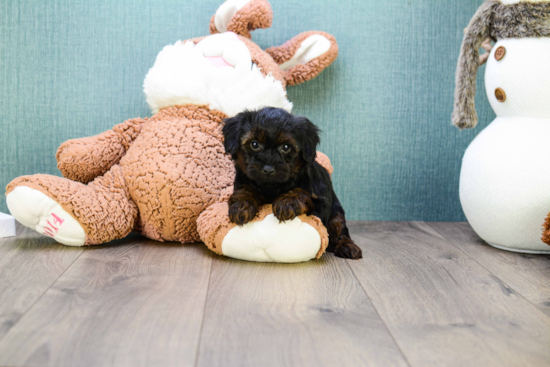 Funny Yorkie Poo Poodle Mix Pup