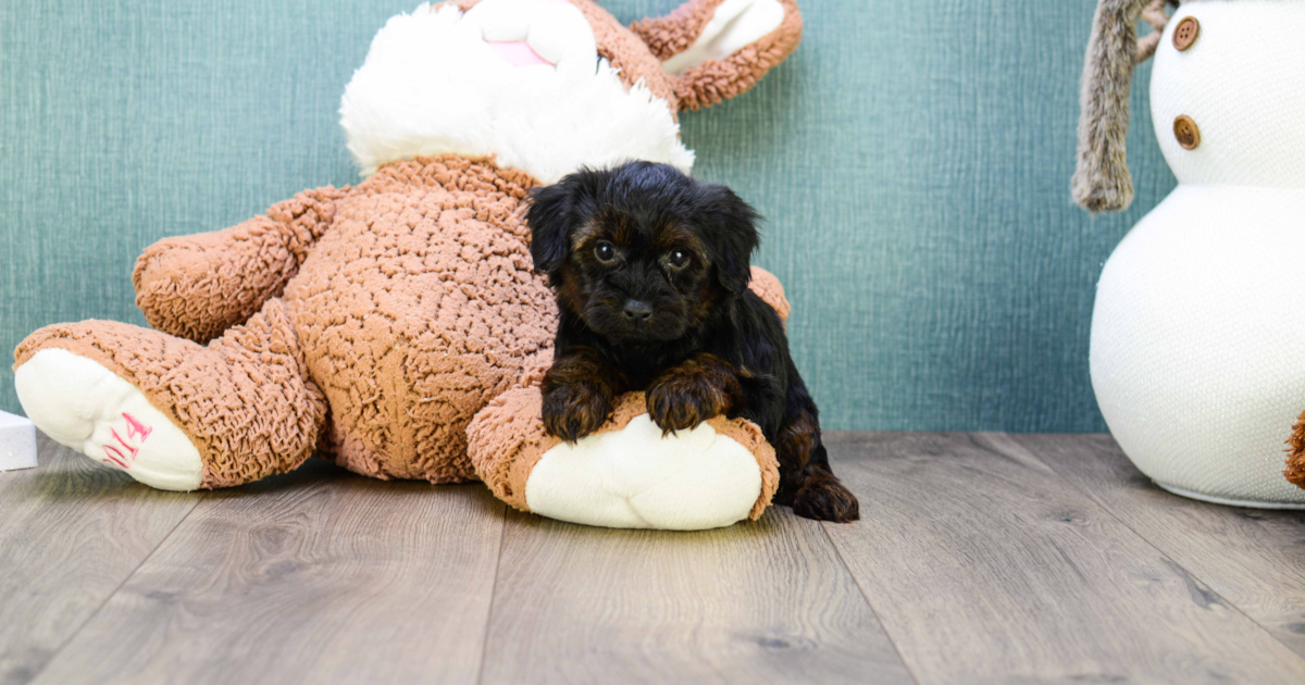 Playful Yorkie Poo Teacup-Sarah: 2lbs Doodle Puppy