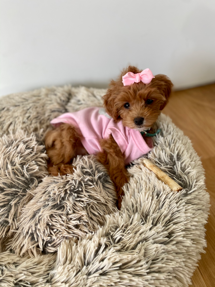 small female cockapoo puppy wearing a pink outfit - male vs female cockapoo 