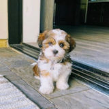 Akc Registered Shih Tzu Purebred Pup