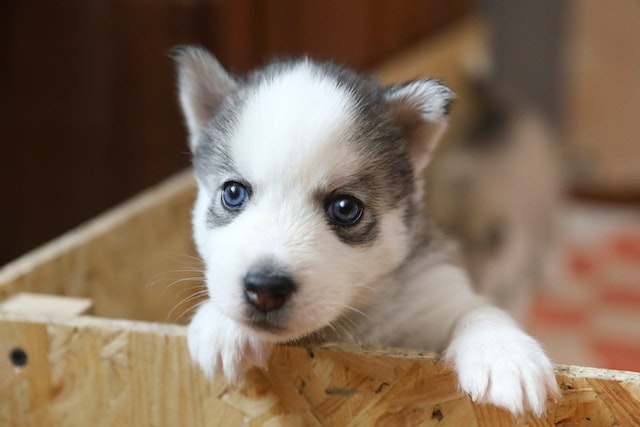 Pomsky puppy