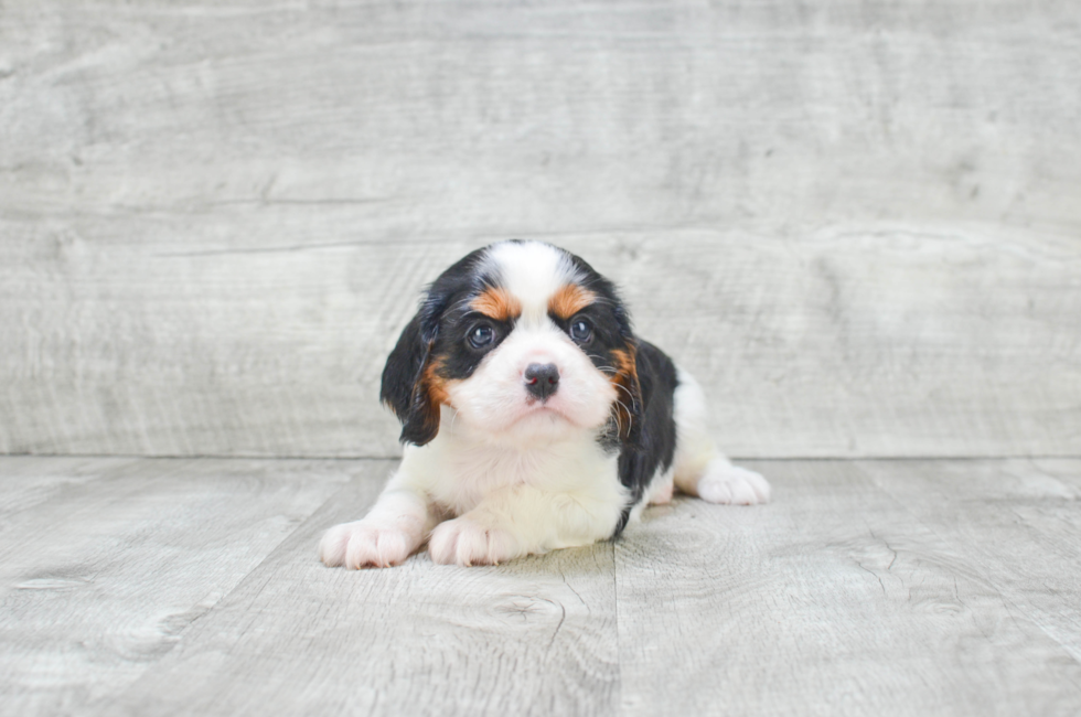 Cavalier King Charles Spaniel puppies for sale | AKC Small breed pups ...