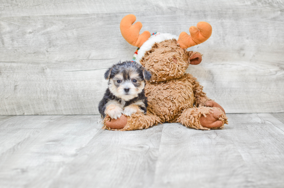 Small breed puppies for sale Teacup Pups for sale in Ohio Premier Pups