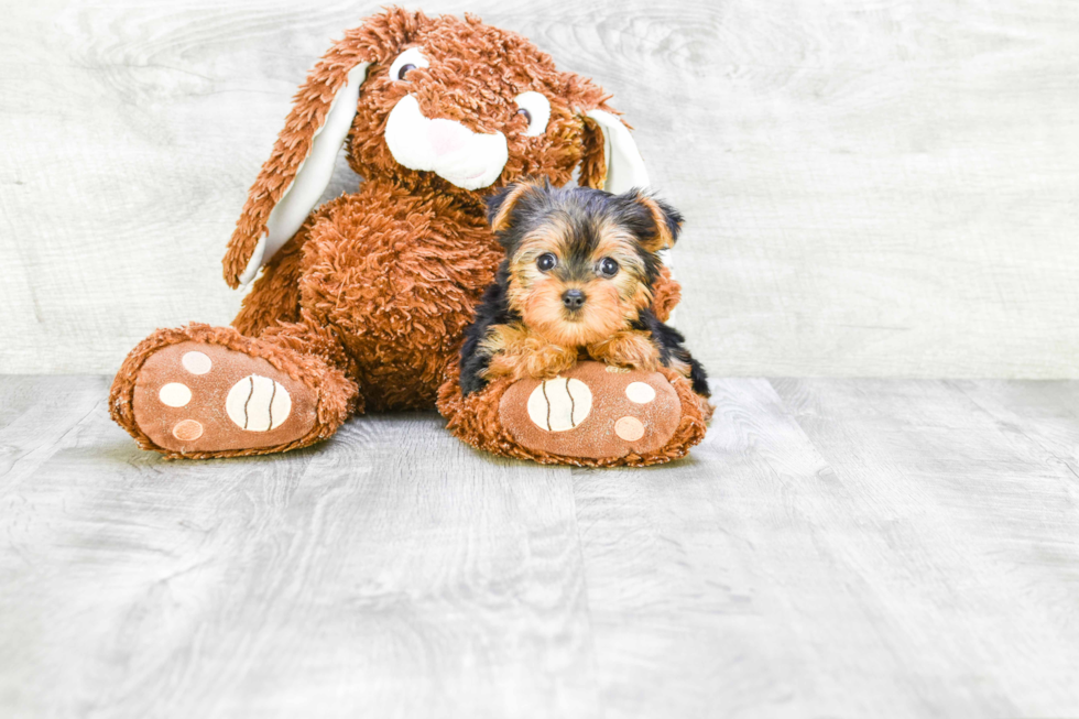 Meet Cali - our Yorkshire Terrier Puppy Photo 