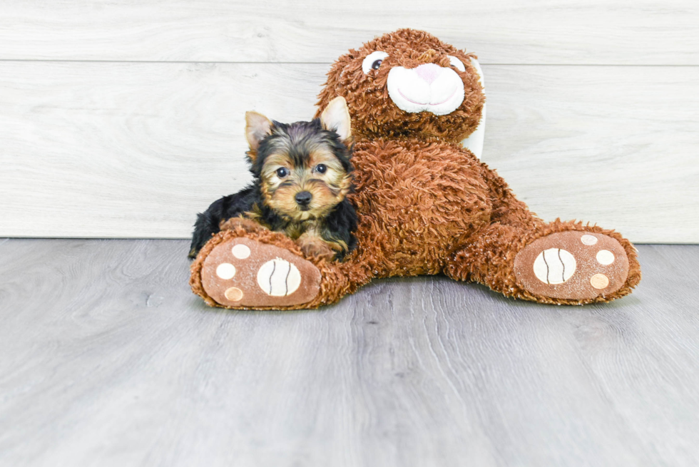 Meet Charlize - our Yorkshire Terrier Puppy Photo 