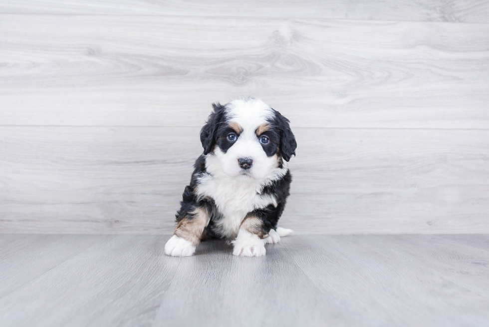 Meet Bree - our Mini Bernedoodle Puppy Photo 3/3 - Premier Pups