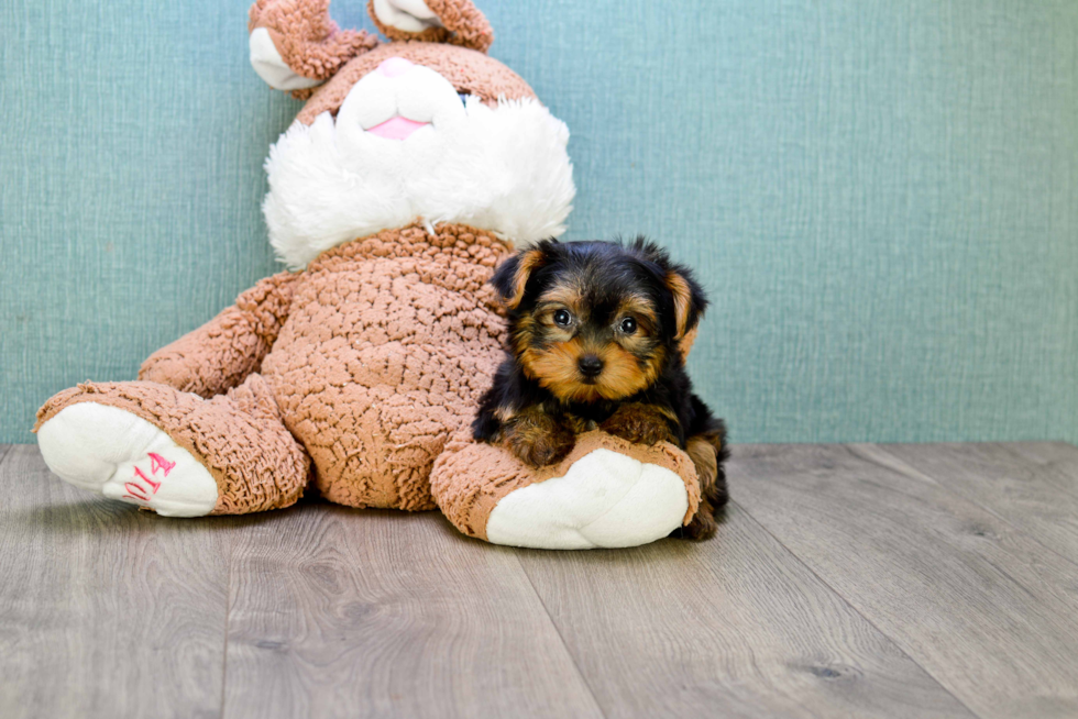 Meet Trigger - our Yorkshire Terrier Puppy Photo 