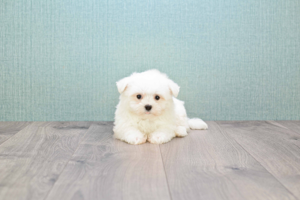 Sweet Maltese Purebred Puppy
