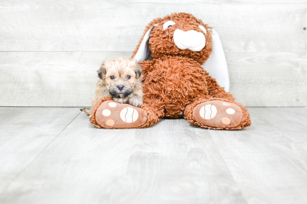 Havanese Puppies for Sale | PremierPups.com