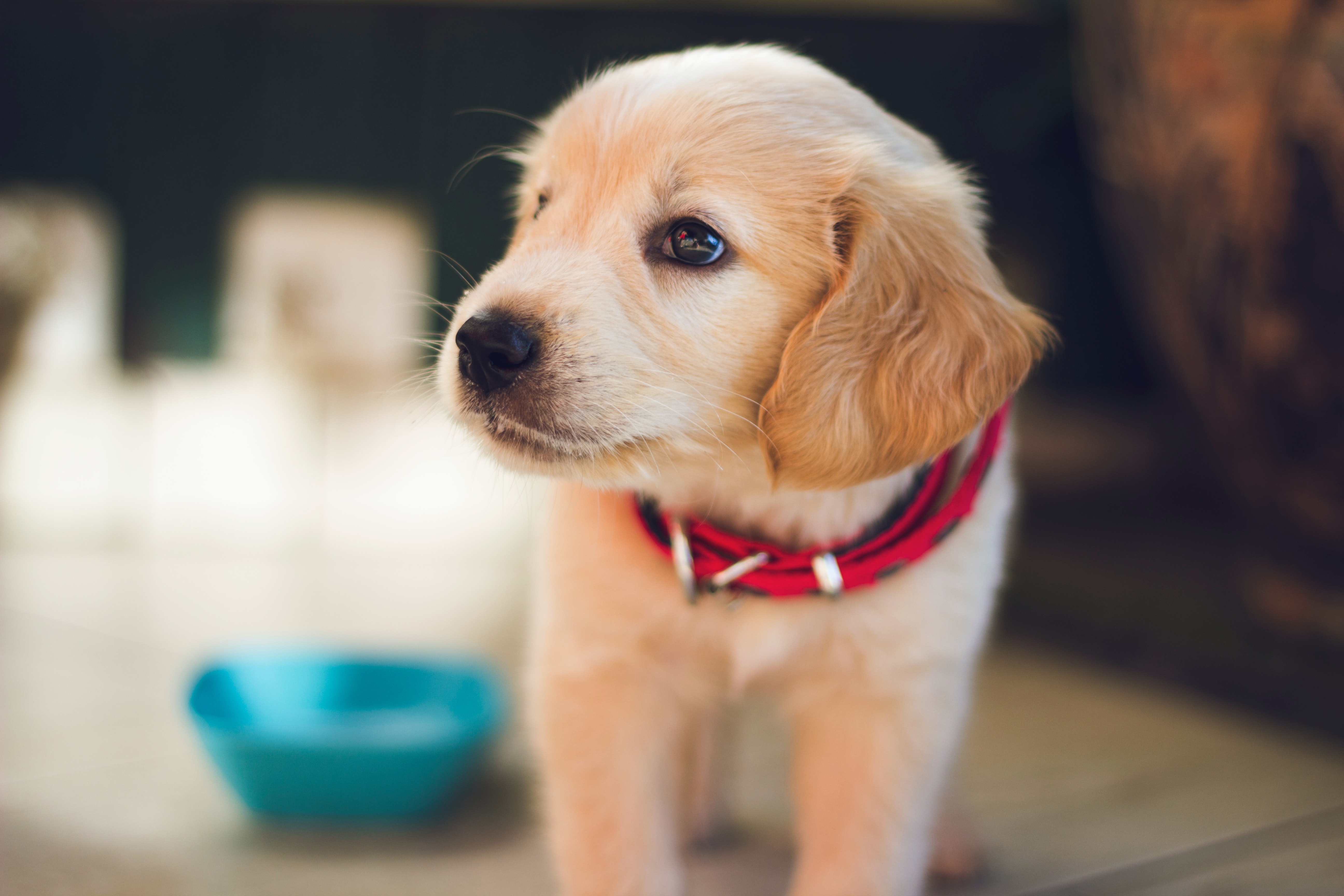 a puppy standing next to a dog food bowl