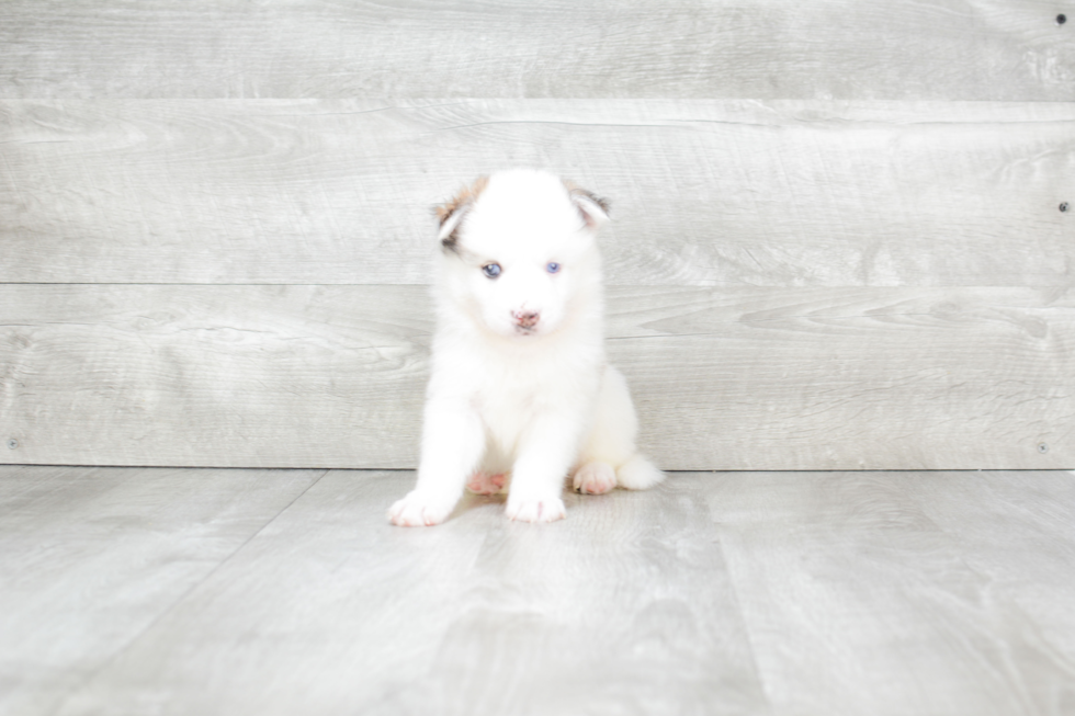 Meet Jay - our Pomsky Puppy Photo 4/4 - Premier Pups