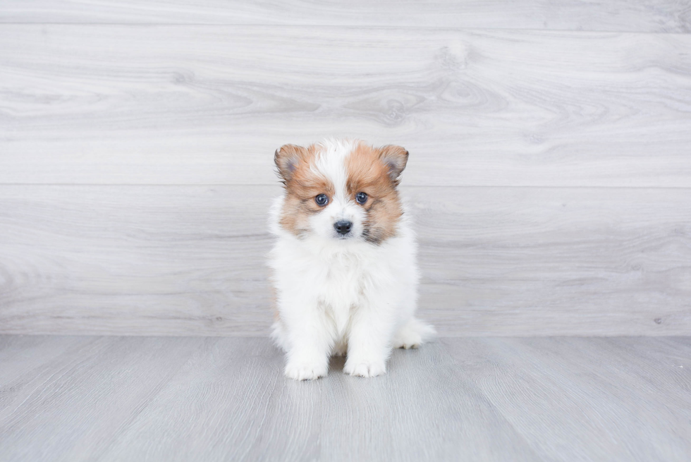 Meet Augusta - our Pomeranian Puppy Photo 3/3 - Premier Pups