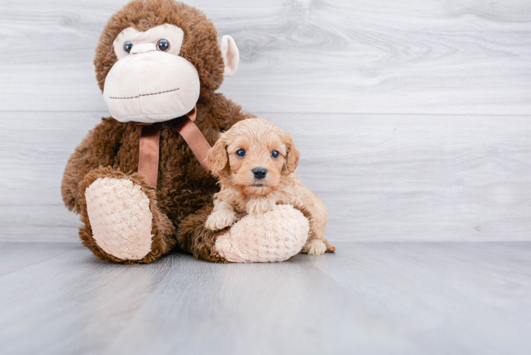 Meet Anthony - our Cavapoo Puppy Photo 1/3 - Premier Pups