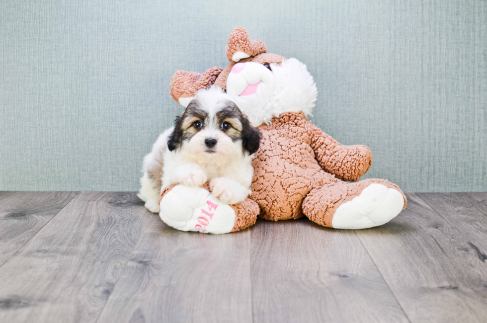 where to buy a teddy bear puppy