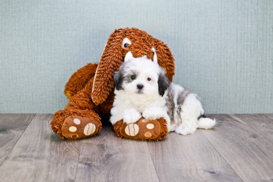 Havanese Pup Being Cute