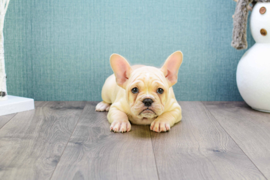 French Bulldog Pup Being Cute