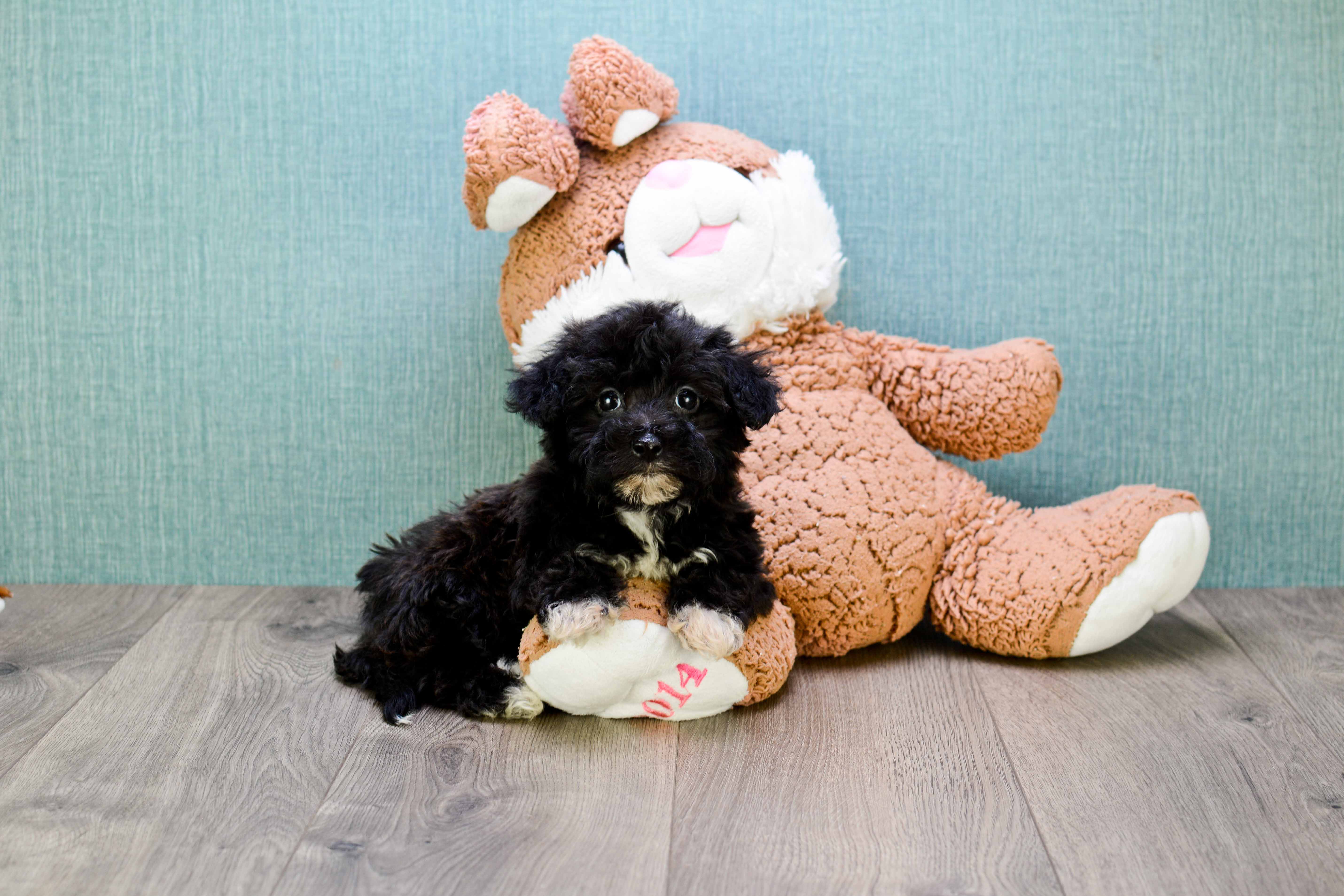 black yorkie poo stuffed animal
