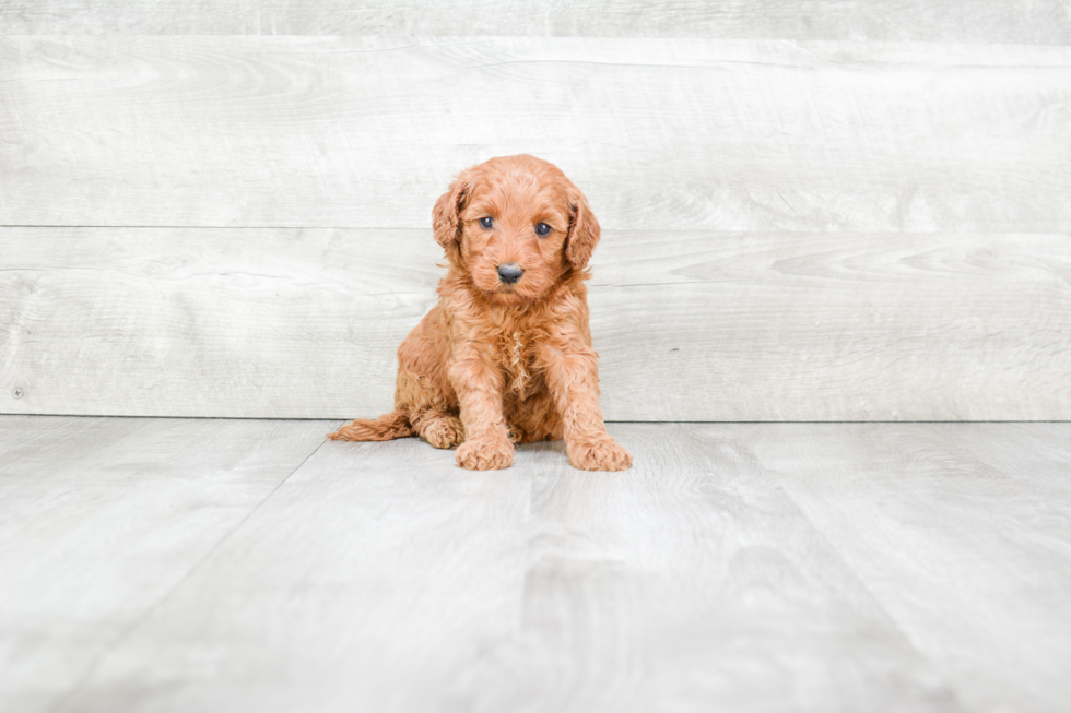 Meet Renee - our Mini Goldendoodle Puppy Photo 3/3 - Premier Pups