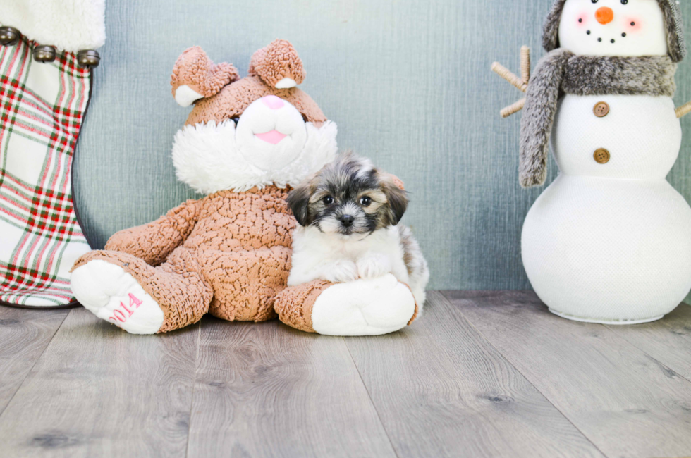 teddy bear puppy prices