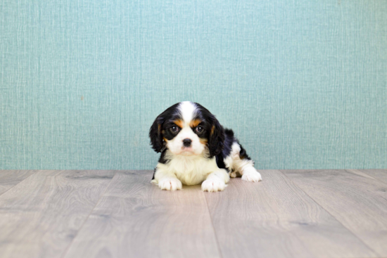 Petite Cavalier King Charles Spaniel Purebred Puppy