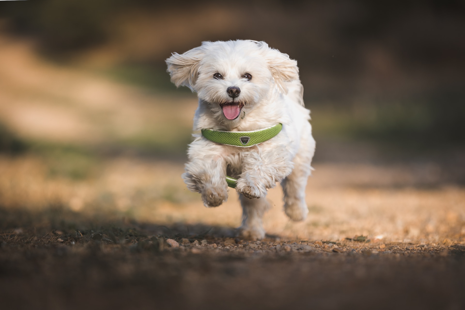 white Maltese dog running outside