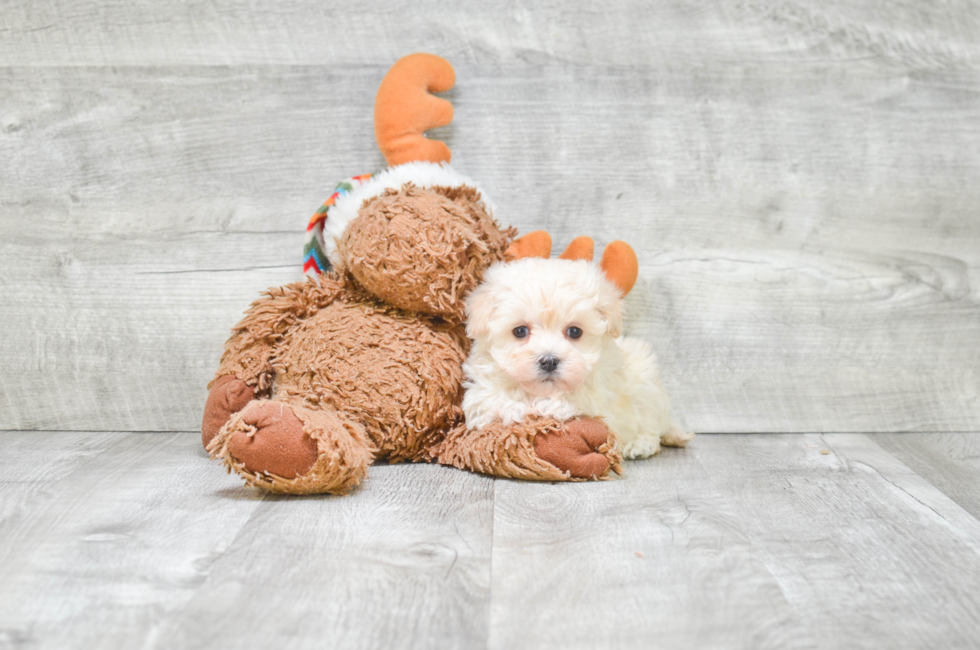 Small breed puppies for sale Teacup Pups for sale in Ohio Premier Pups