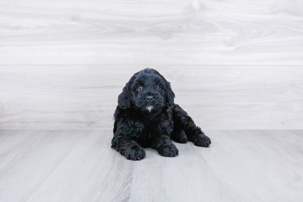 Meet Rosa - our Mini Goldendoodle Puppy Photo 3/3 - Premier Pups