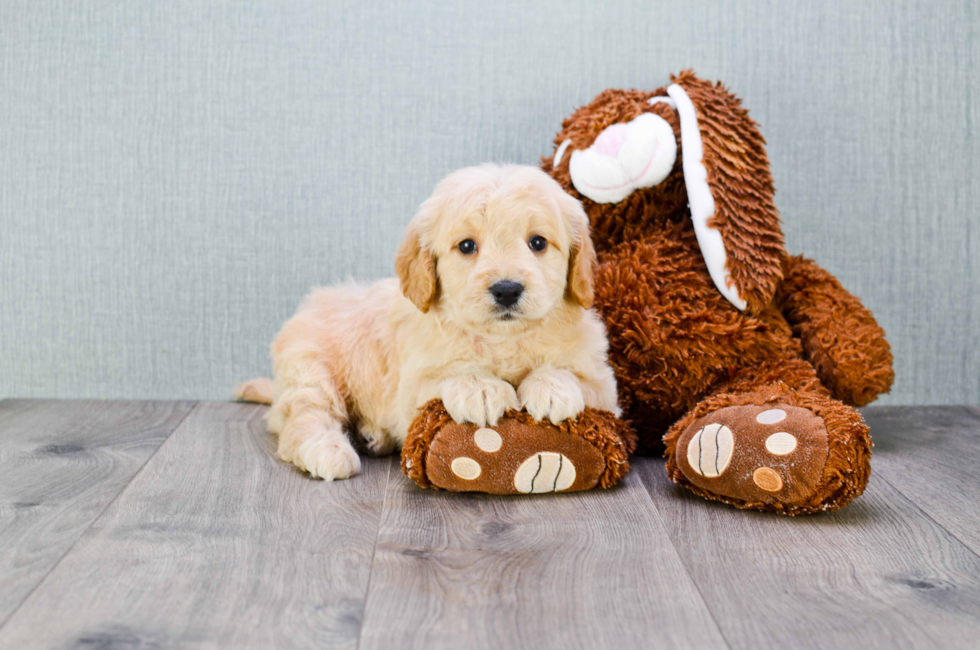 Miniature Goldendoodle puppies for sale | Mixed small breed puppies for ...