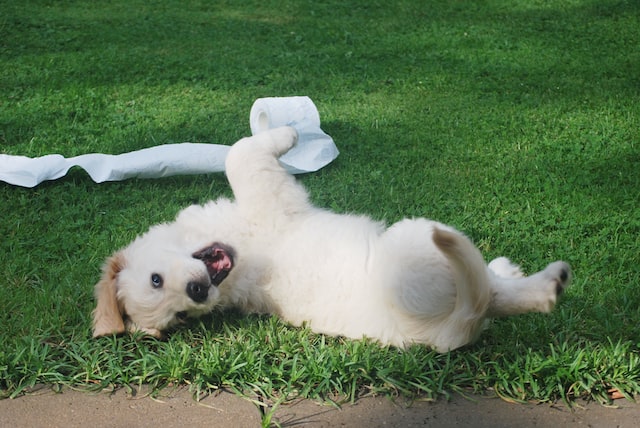 puppy playing in the grass