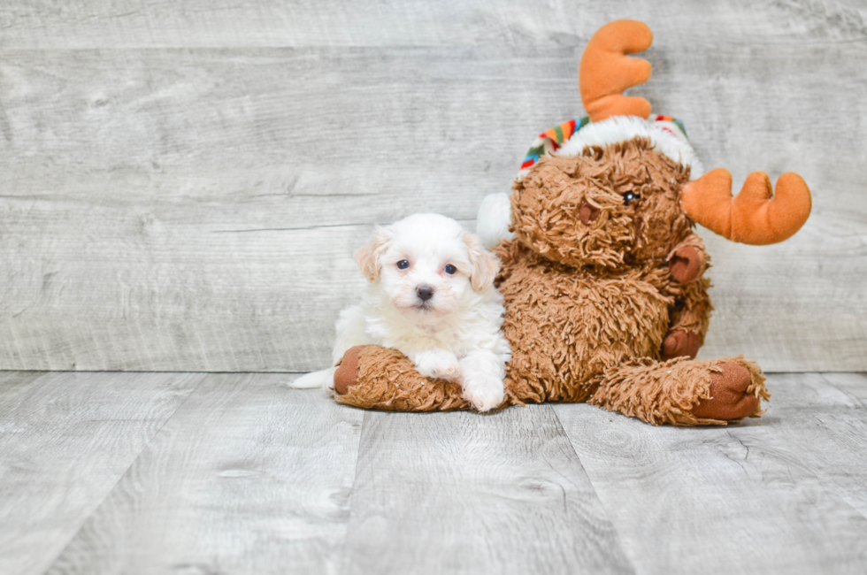 teddy bear puppy for adoption