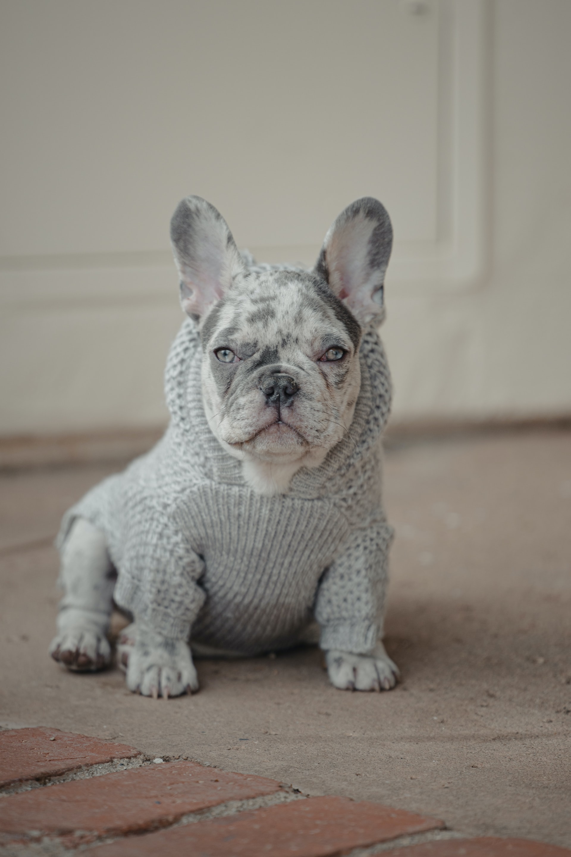 merle French bulldog wearing an outfit