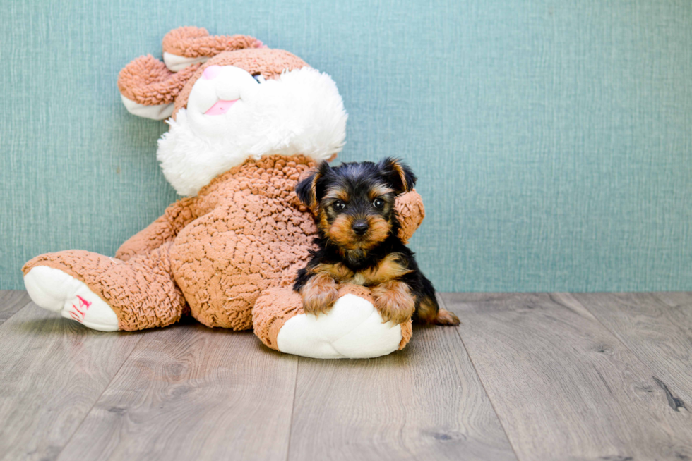 Meet  Joey - our Yorkshire Terrier Puppy Photo 