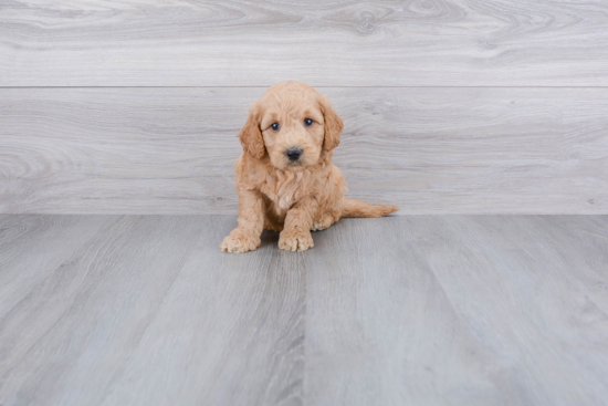 Smart Mini Goldendoodle Poodle Mix Pup