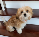 Sweet Cavachon Pup